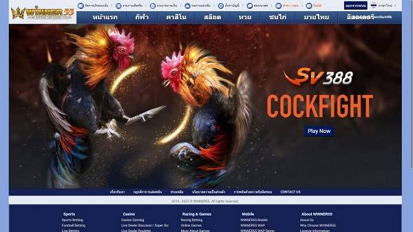 Winner55 ไก่ชน